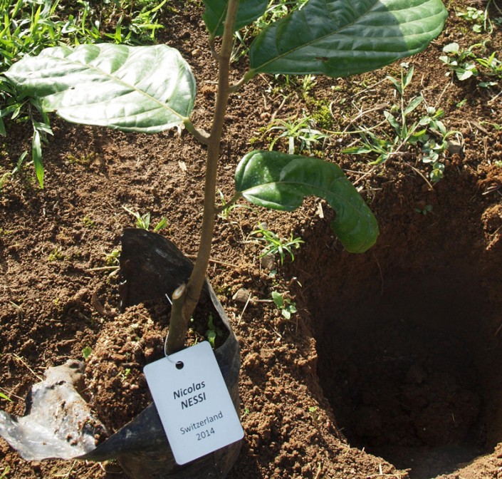 plan-cacao-nessi